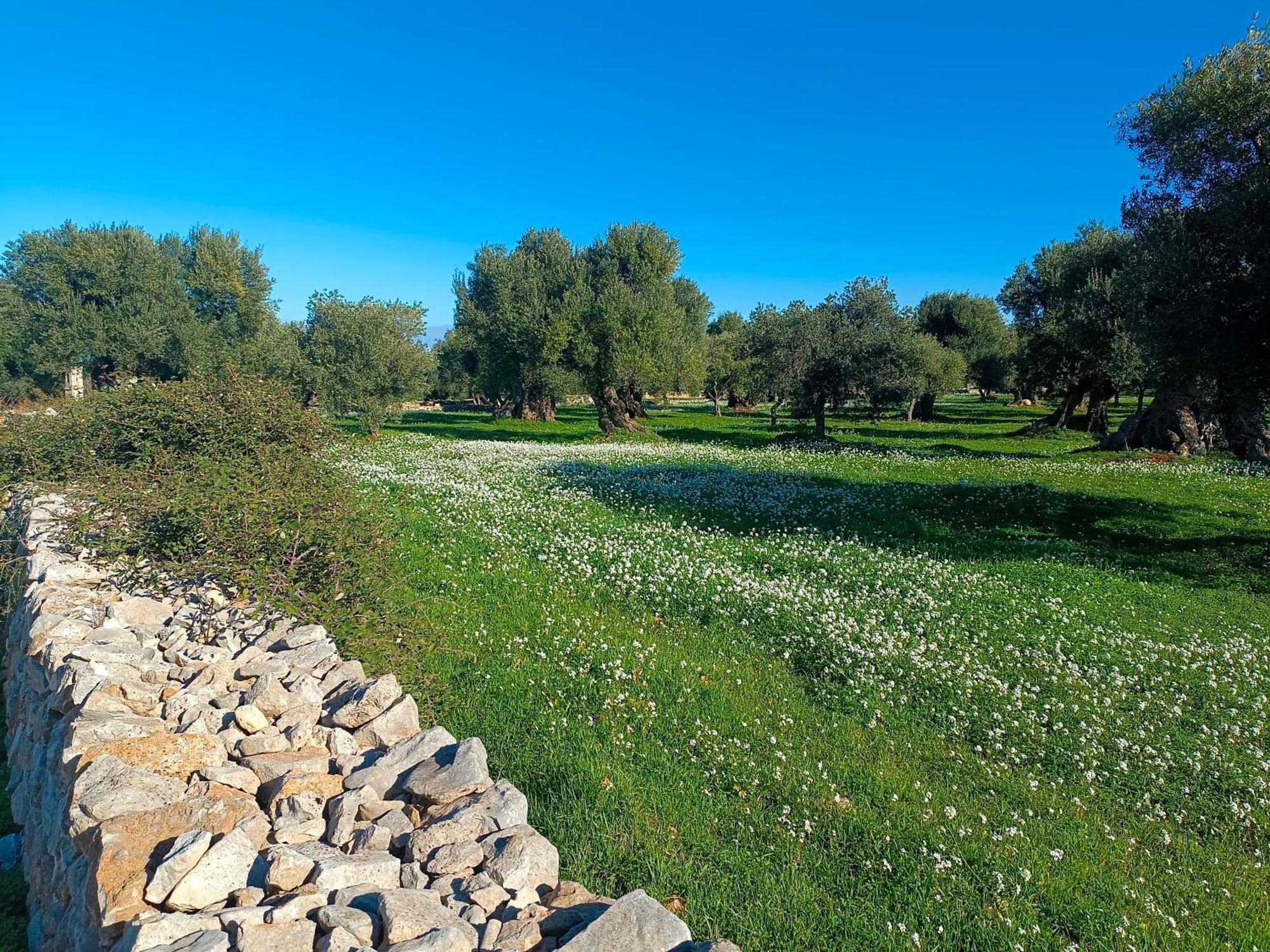 Che Vista!! Ostuni ,Sulle Bianche Mura Con Vista Mozzafiato Luaran gambar